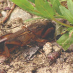 Zemljišni insekticid uništavanje insekata Force 1.5G